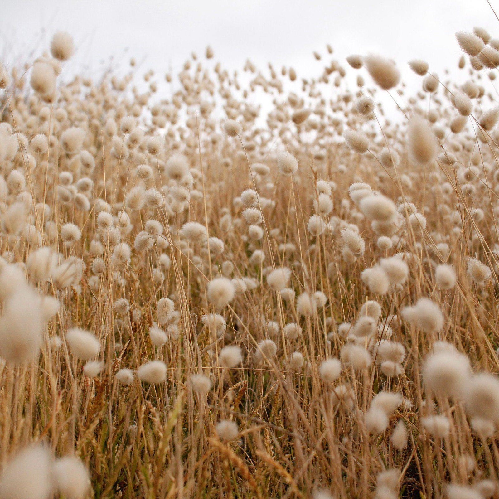 Sustainable sourcing series - What does cotton have to do with it?